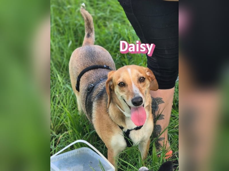 Daisy, 05/23 - Kuschelmaus wartet in 91413 Unternesselbach
