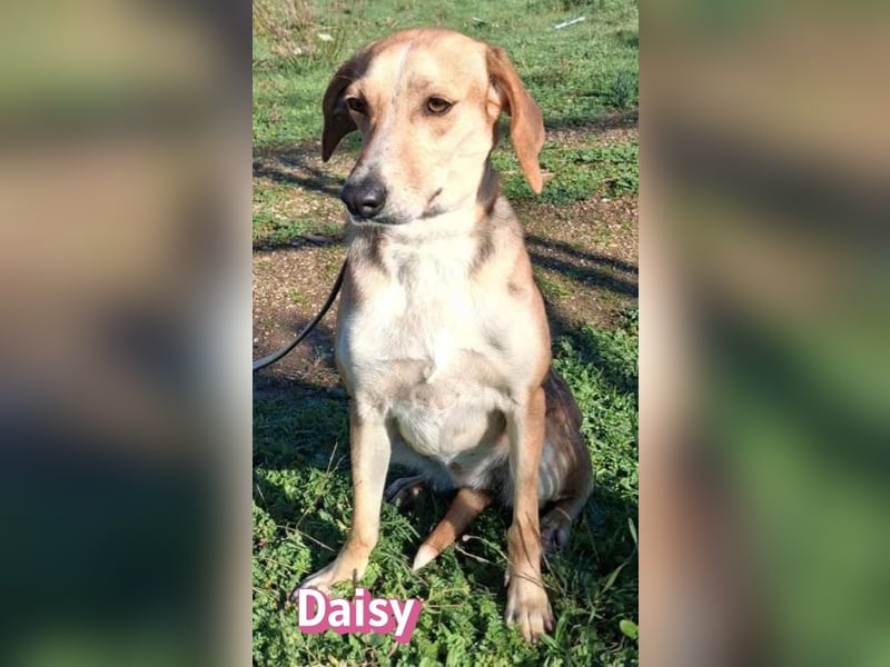 Daisy - treu und menschenbezogen