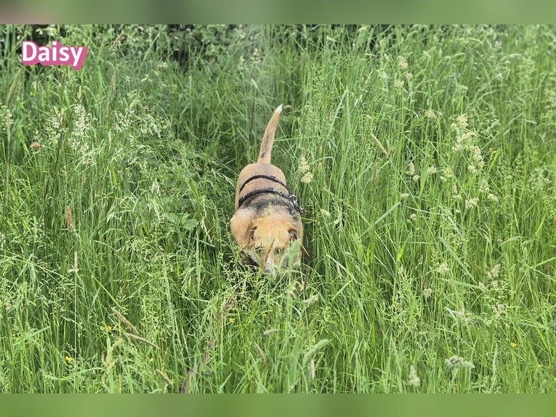 Daisy, 05/23 - Kuschelmaus wartet in 91413 Unternesselbach