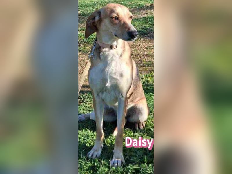 Daisy - treu und menschenbezogen