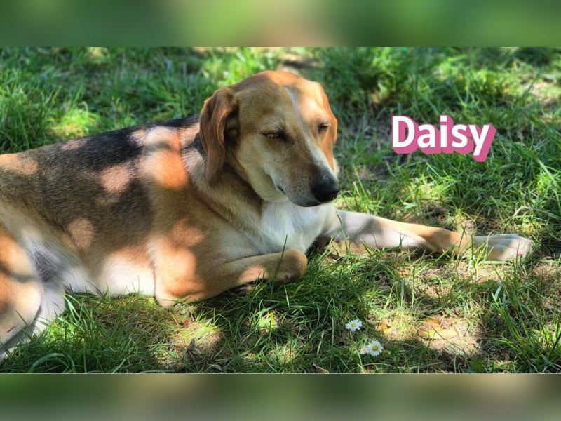 Daisy, 05/23 - Kuschelmaus wartet in 91413 Unternesselbach