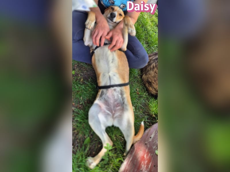 Daisy, 05/23 - Kuschelmaus wartet in 91413 Unternesselbach