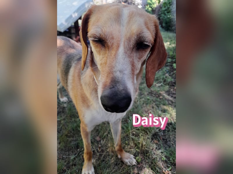 Daisy, 05/23 - Kuschelmaus wartet in 91413 Unternesselbach