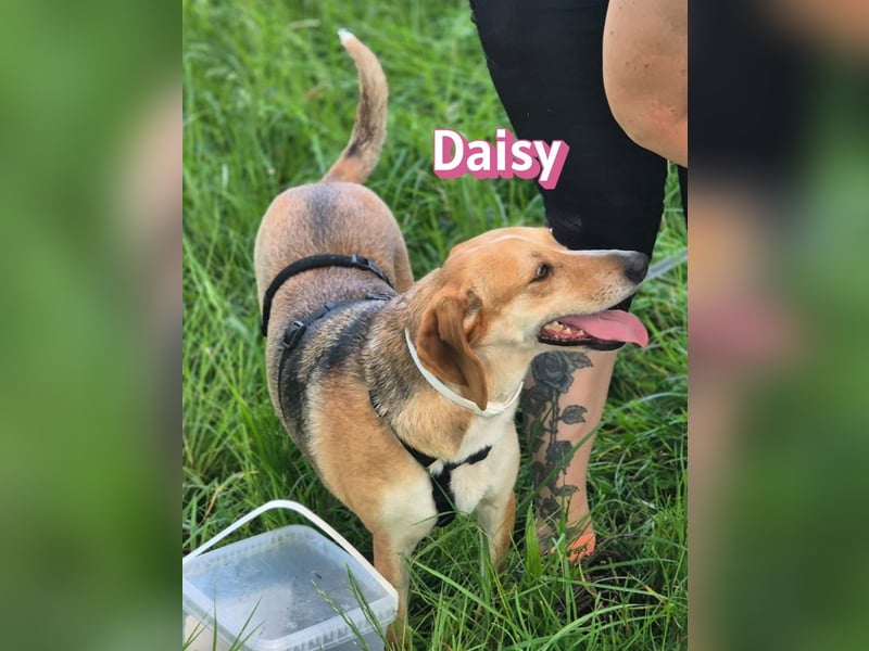 Daisy, 05/23 - Kuschelmaus wartet in 91413 Unternesselbach
