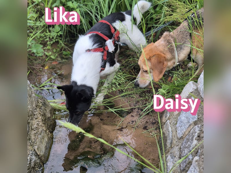 Daisy, 05/23 - Kuschelmaus wartet in 91413 Unternesselbach