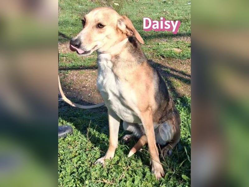 Daisy - treu und menschenbezogen