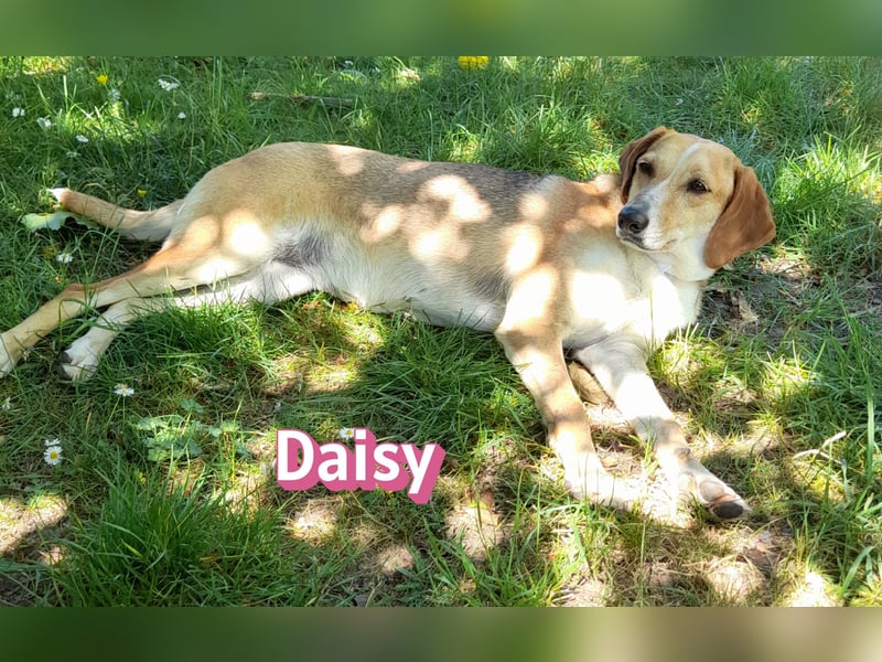 Daisy, 05/23 - Kuschelmaus wartet in 91413 Unternesselbach