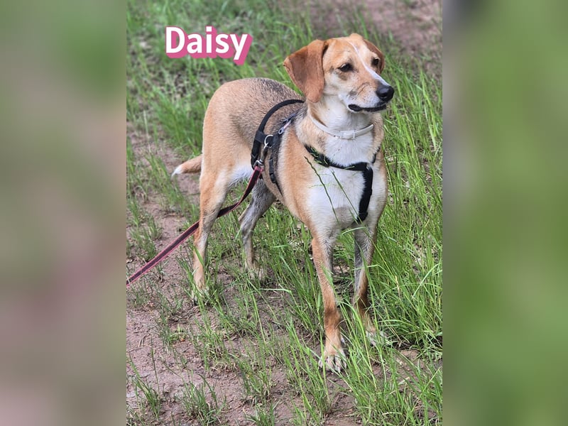 Daisy, 05/23 - Kuschelmaus wartet in 91413 Unternesselbach