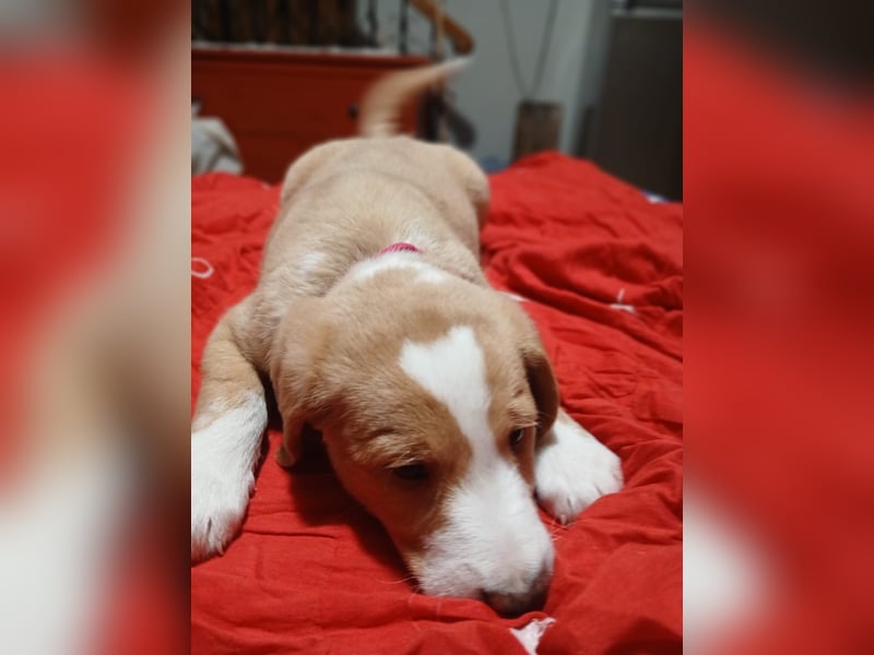 Beethoven - verschmust und neugierig