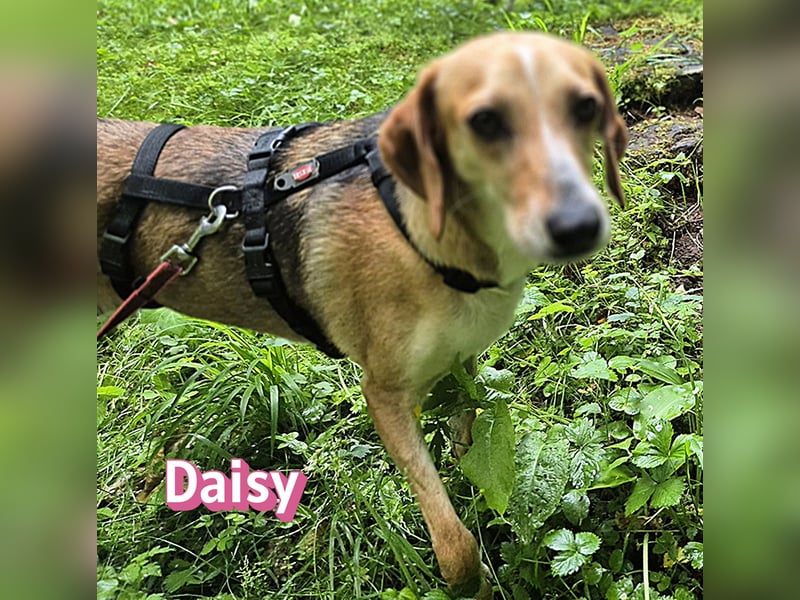 Daisy, 05/23 - Kuschelmaus wartet in 91413 Unternesselbach