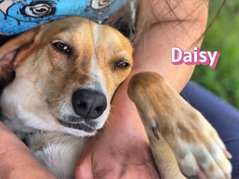 Daisy, 05/23 - Kuschelmaus wartet in 91413 Unternesselbach