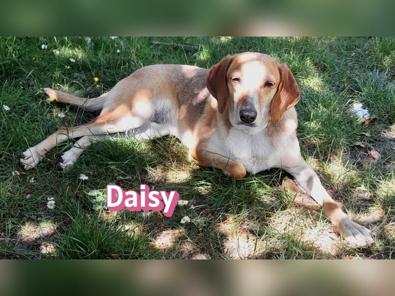 Daisy, 05/23 - Kuschelmaus wartet in 91413 Unternesselbach