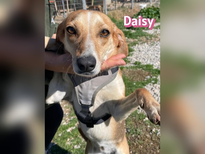 Daisy - treu und menschenbezogen