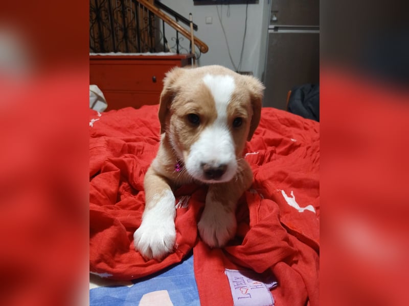 Beethoven - verschmust und neugierig