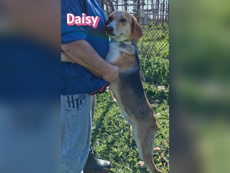 Daisy - treu und menschenbezogen