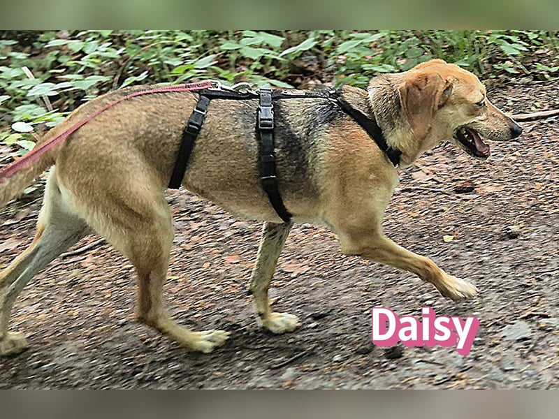 Daisy, 05/23 - Kuschelmaus wartet in 91413 Unternesselbach