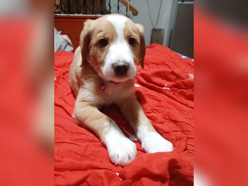 Beethoven - verschmust und neugierig