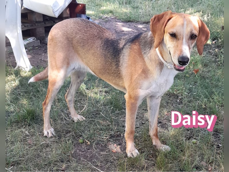 Daisy, 05/23 - Kuschelmaus wartet in 91413 Unternesselbach