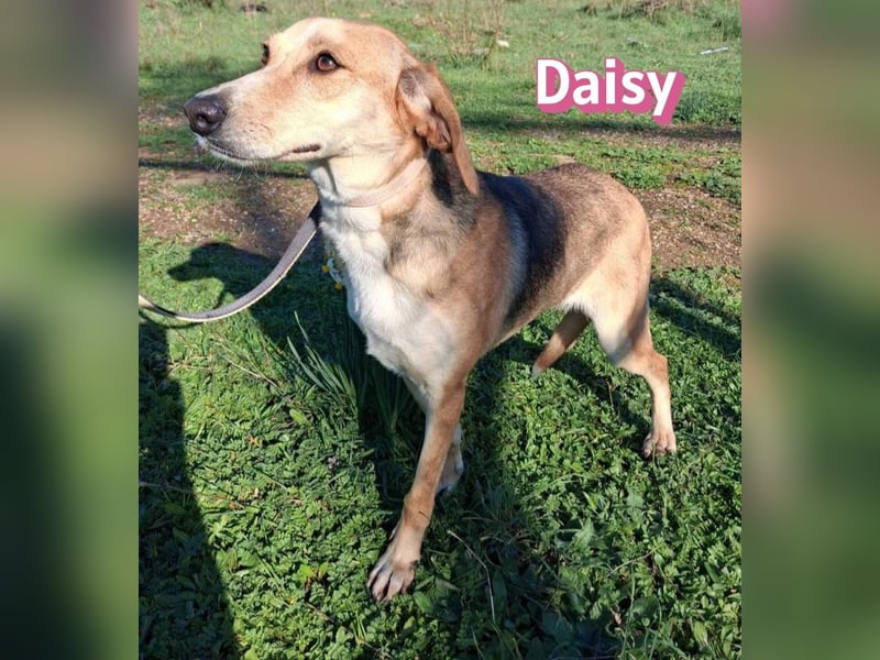 Daisy - treu und menschenbezogen
