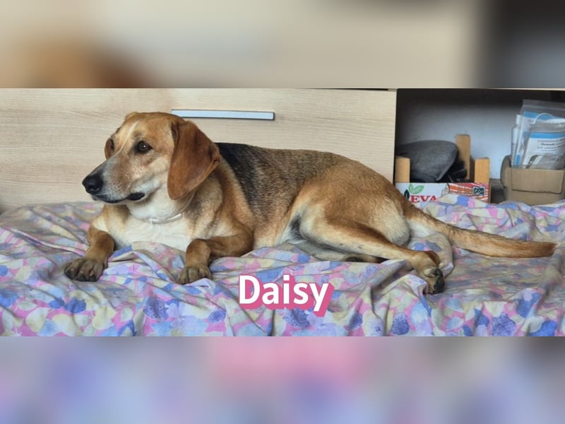 Daisy, 05/23 - Kuschelmaus wartet in 91413 Unternesselbach
