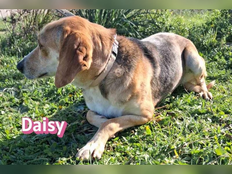 Daisy - treu und menschenbezogen