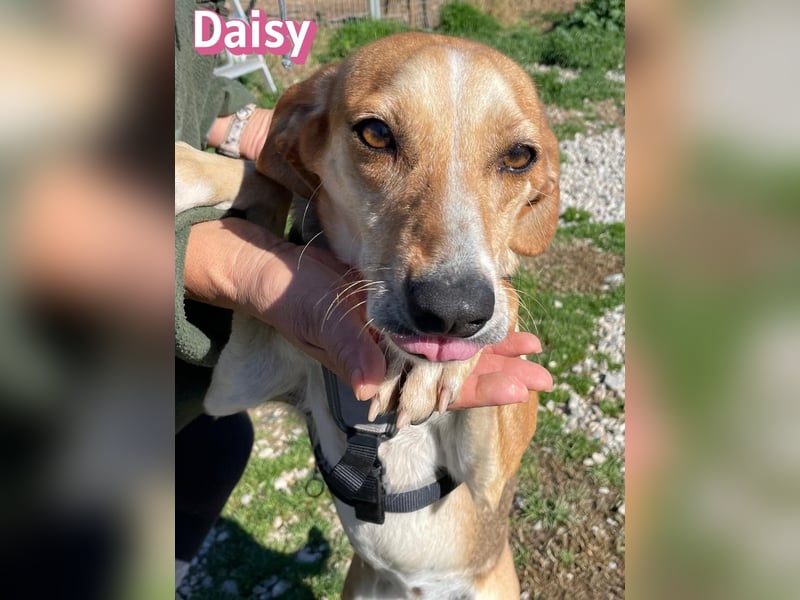 Daisy - treu und menschenbezogen