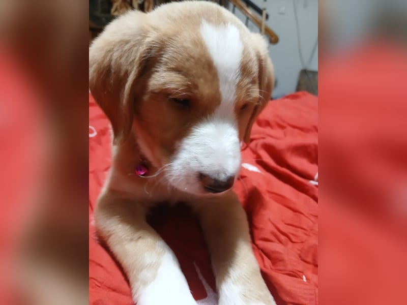 Beethoven - verschmust und neugierig