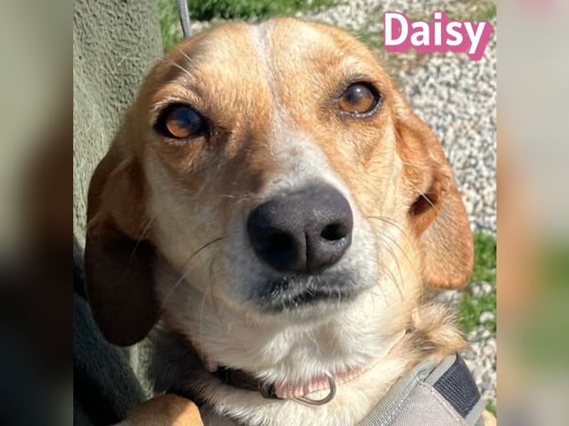 Daisy - treu und menschenbezogen