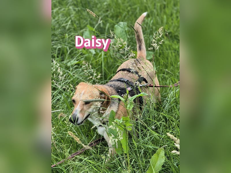 Daisy, 05/23 - Kuschelmaus wartet in 91413 Unternesselbach