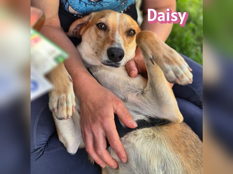 Daisy, 05/23 - Kuschelmaus wartet in 91413 Unternesselbach