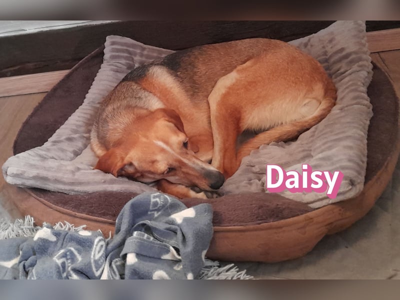 Daisy, 05/23 - Kuschelmaus wartet in 91413 Unternesselbach