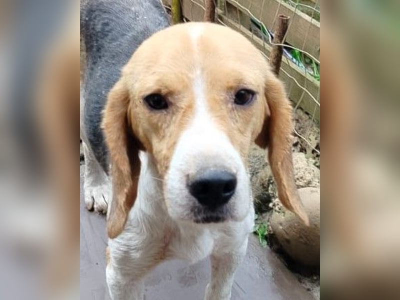 Anselmo - Ein Freund für immer