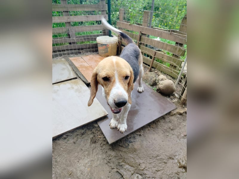 Anselmo - Ein Freund für immer