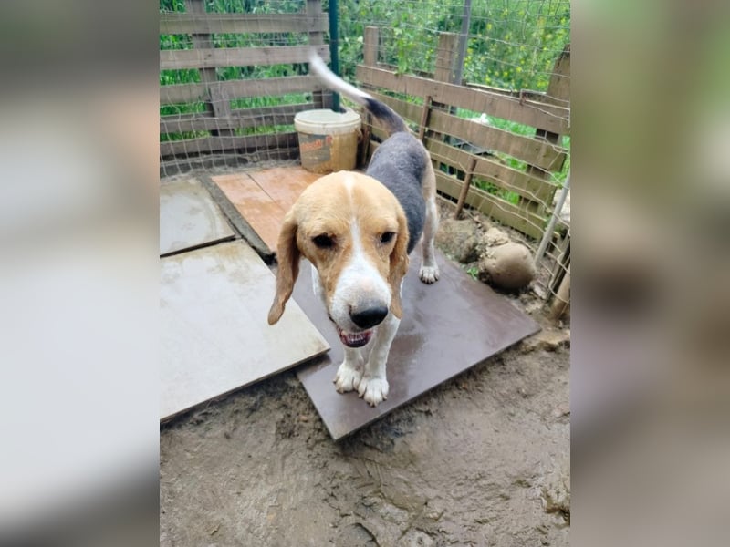 Anselmo - Ein Freund für immer