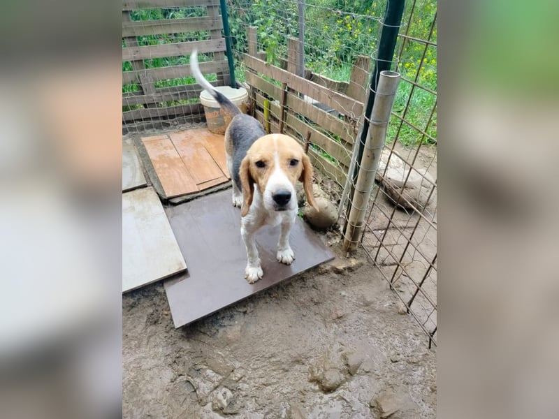 Anselmo - Ein Freund für immer