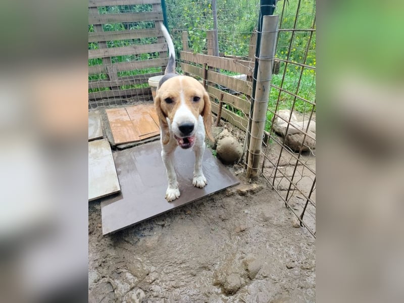 Anselmo - Ein Freund für immer