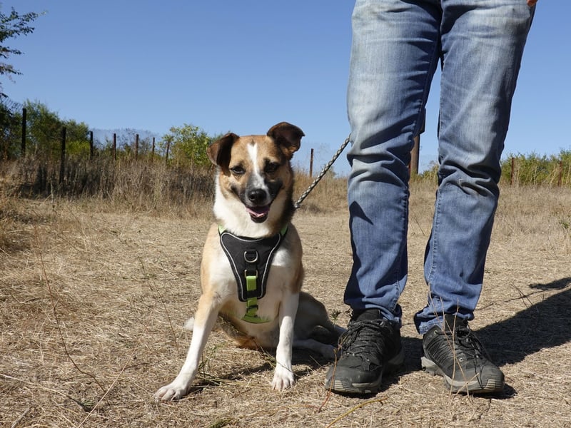 Liebe Polly sucht ein Zuhause