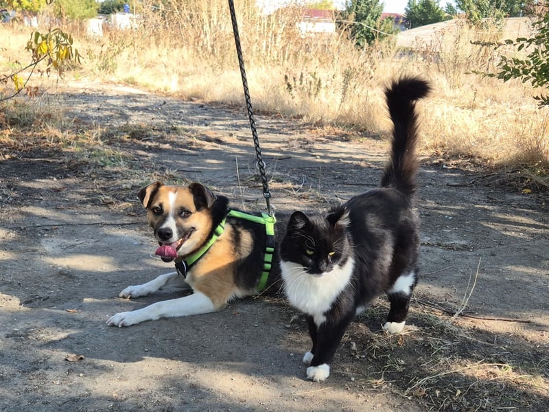 Liebe Polly sucht ein Zuhause