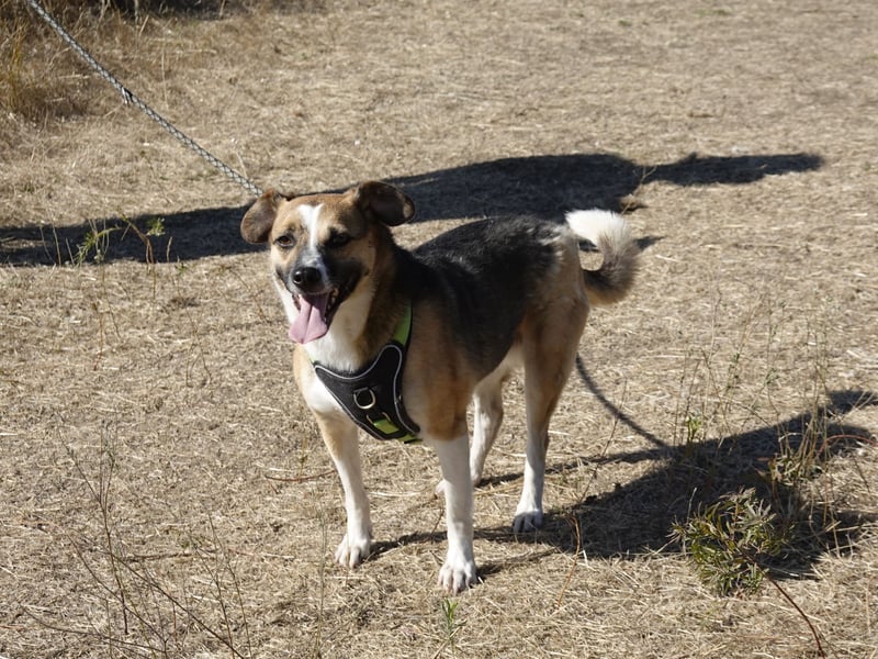 Liebe Polly sucht ein Zuhause