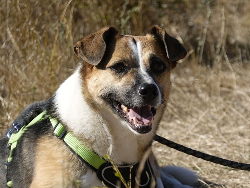 Liebe Polly sucht ein Zuhause