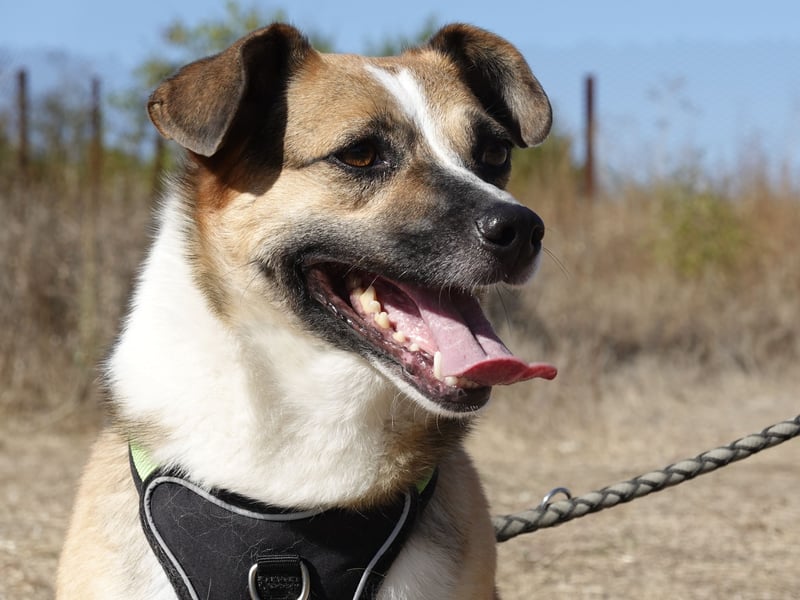 Liebe Polly sucht ein Zuhause