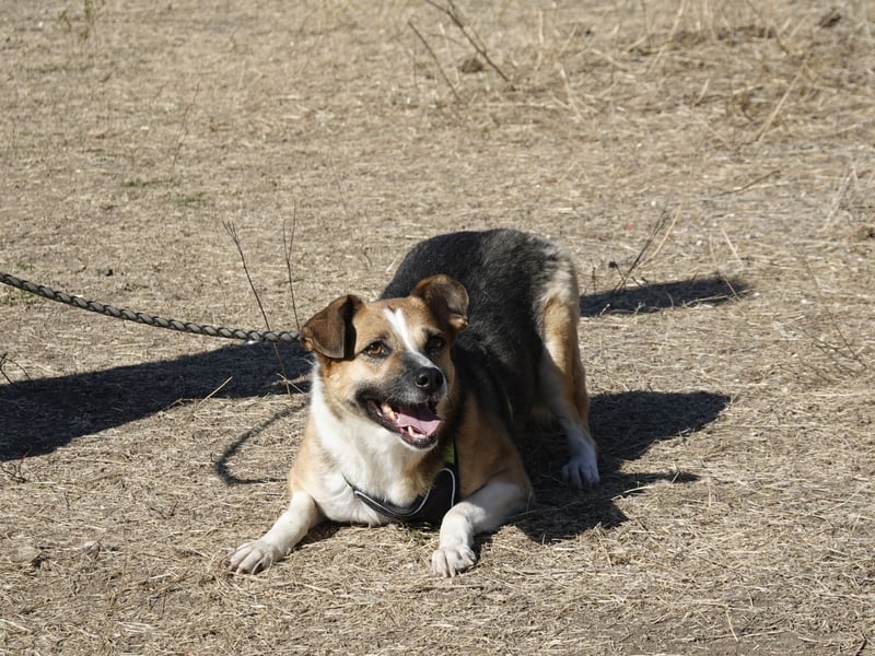 Liebe Polly sucht ein Zuhause