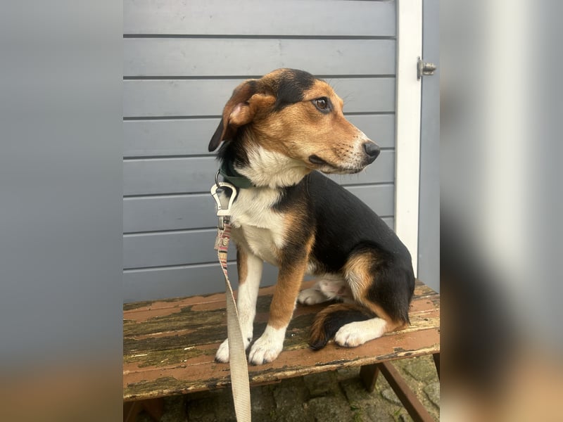 Aufgeschlossener Taco wartet in Portugal auf unserem Tierschutzhof