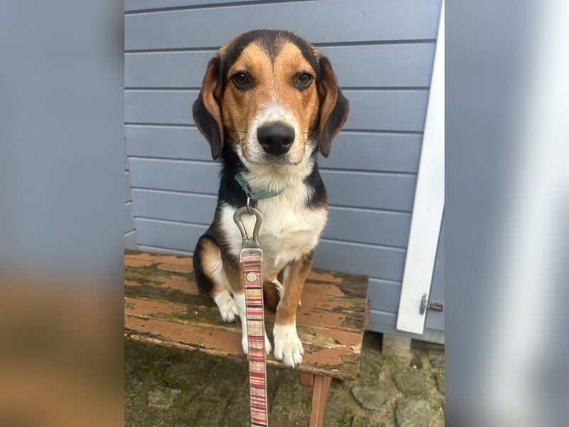 Aufgeschlossener Taco wartet in Portugal auf unserem Tierschutzhof