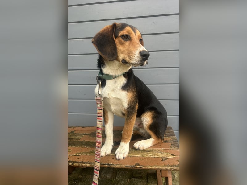 Aufgeschlossener Taco wartet in Portugal auf unserem Tierschutzhof