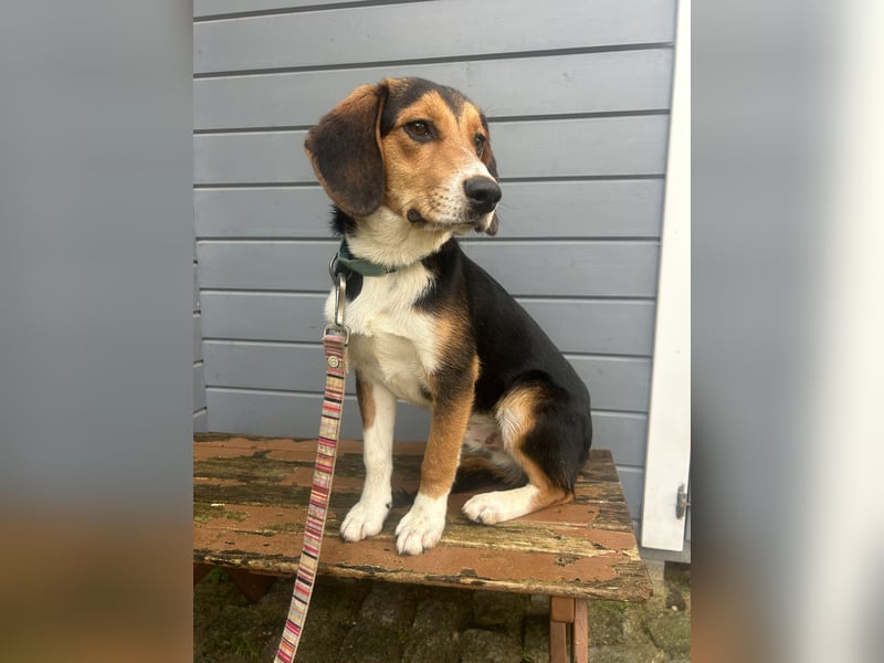 Aufgeschlossener Taco wartet in Portugal auf unserem Tierschutzhof