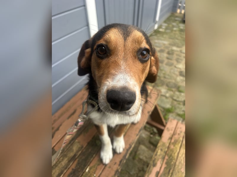 Aufgeschlossener Taco wartet in Portugal auf unserem Tierschutzhof