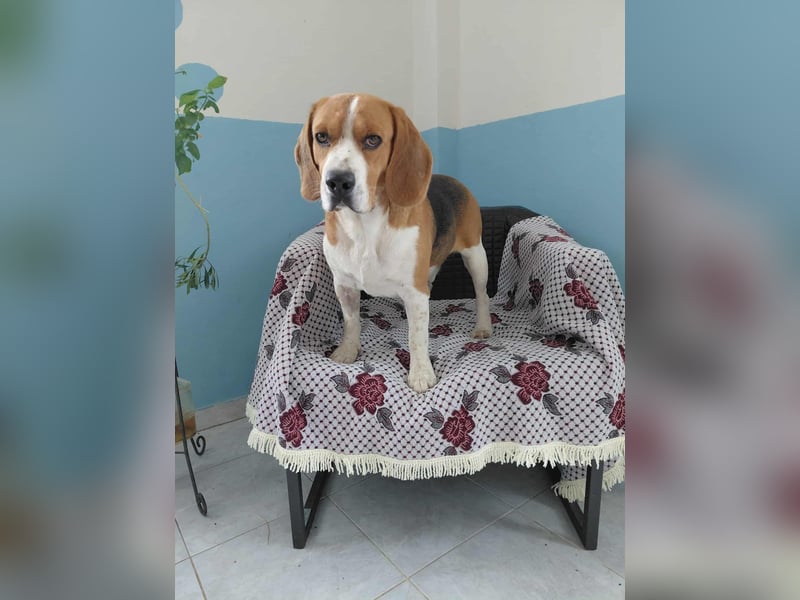 Sniffers - sucht zweite Chance Sniffers - sucht zweite Chance