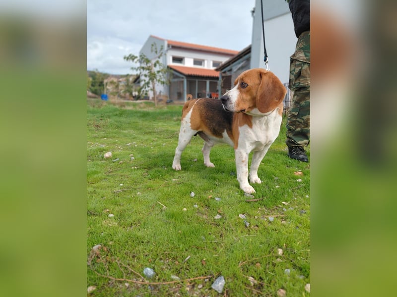 Sniffers - sucht zweite Chance Sniffers - sucht zweite Chance