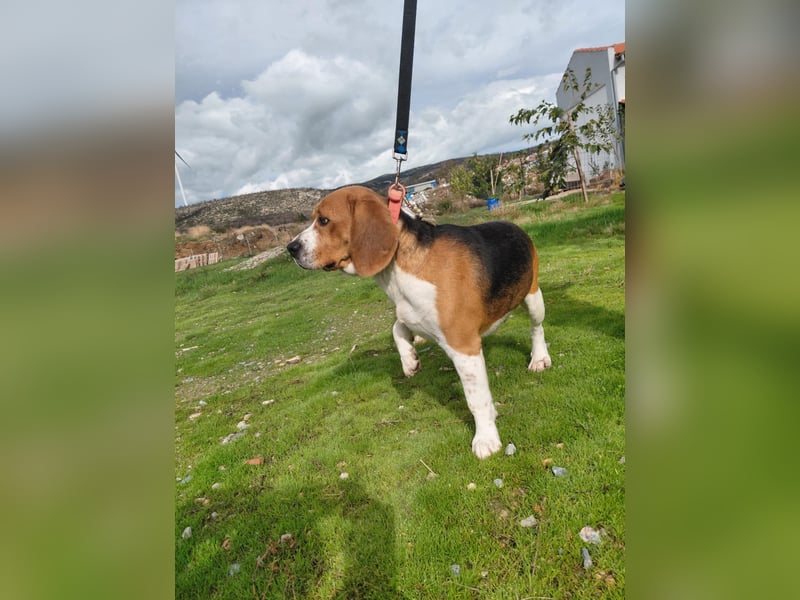 Sniffers - sucht zweite Chance Sniffers - sucht zweite Chance